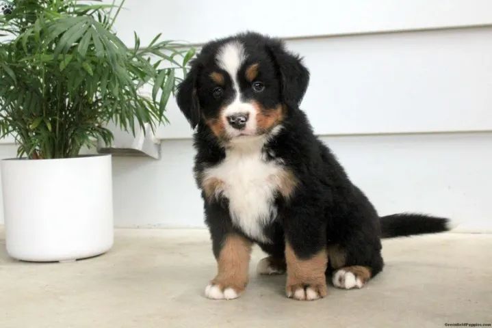 Baby bernese saudável com pelagem densa e muita docilidade