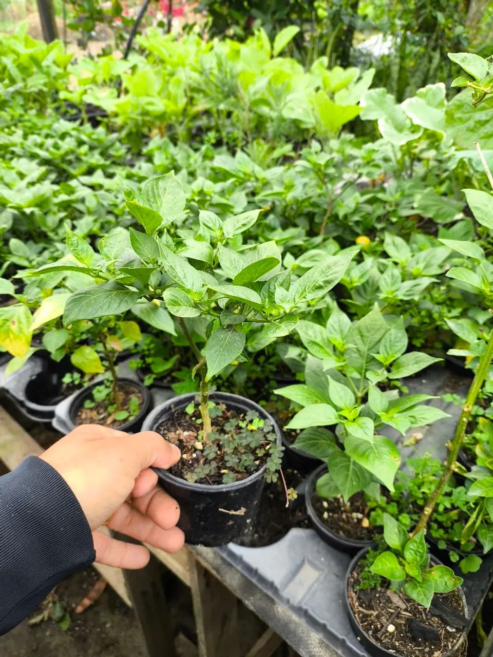 Pimenta - Foto 2