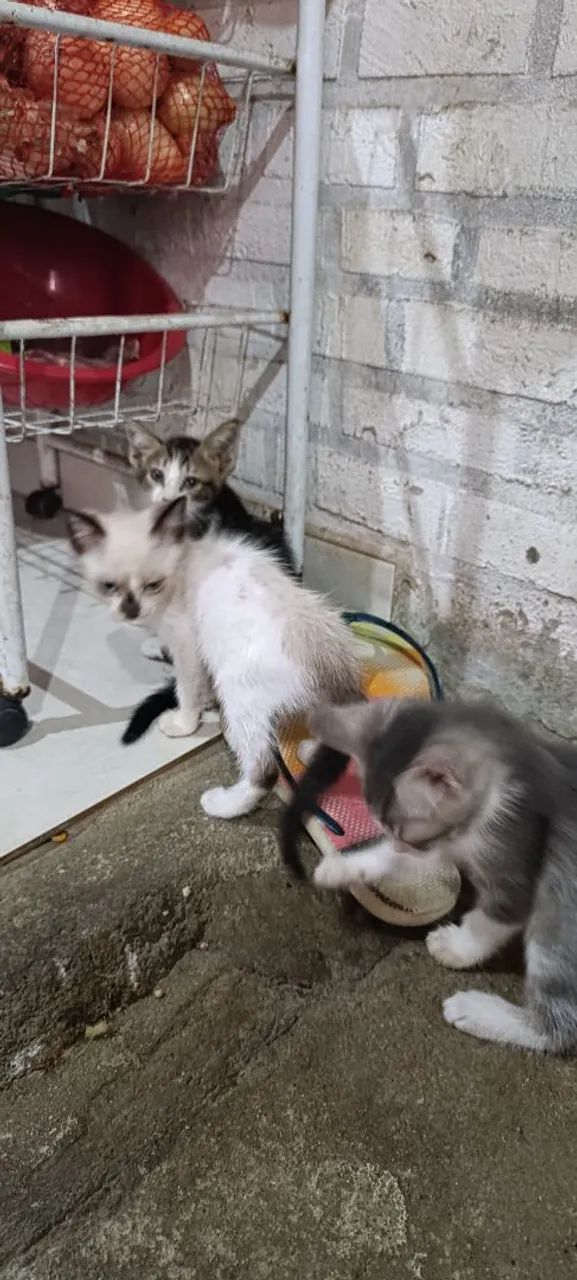 Adoção responsável  - Foto 2
