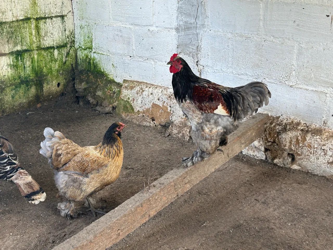 Casal de Brahma 