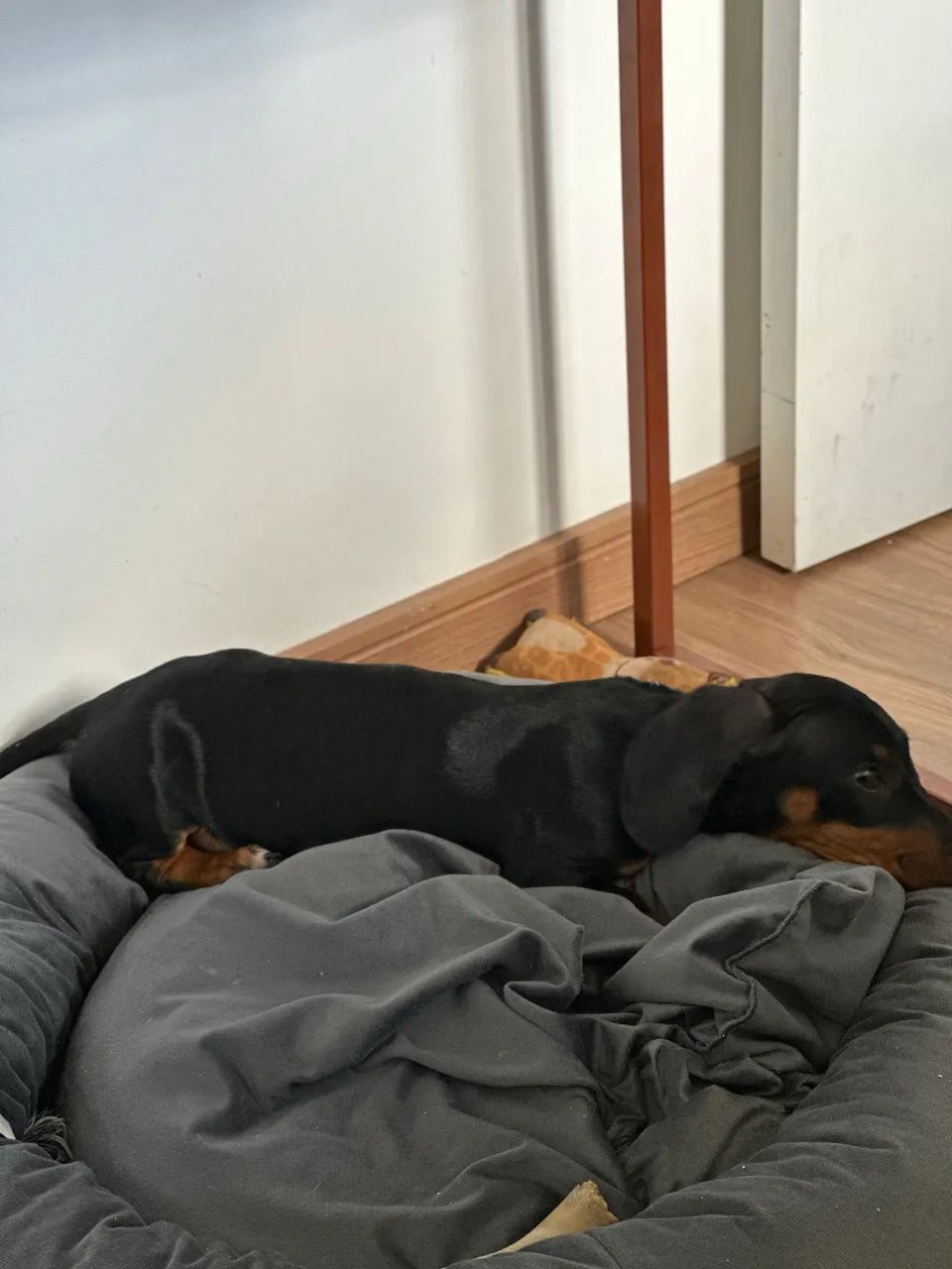 VENDE-SE LINDO BASSET DACHSHUND MINIATURA  - Foto 4
