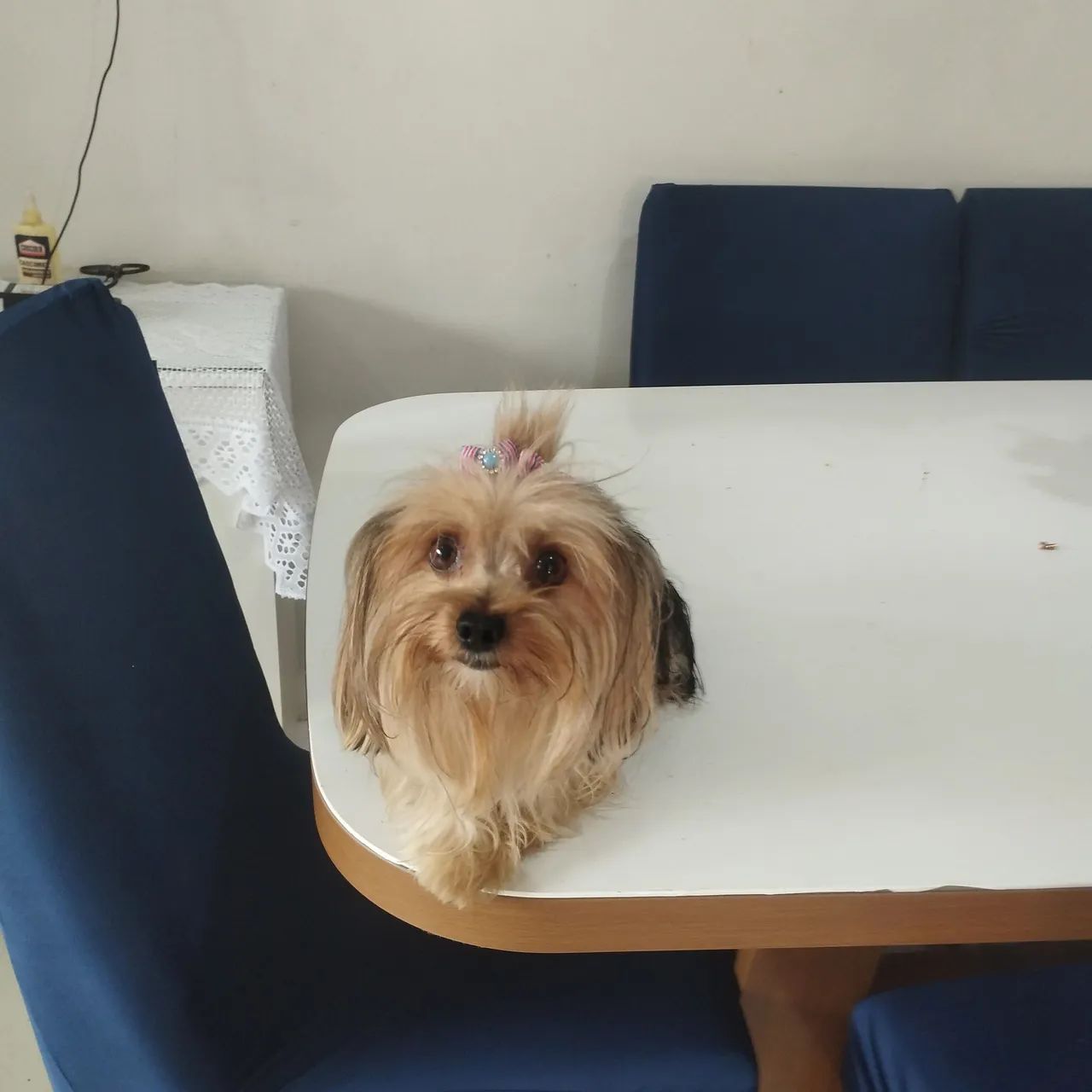  Vende-se filhotes de yorkshire Terrier  - Foto 3