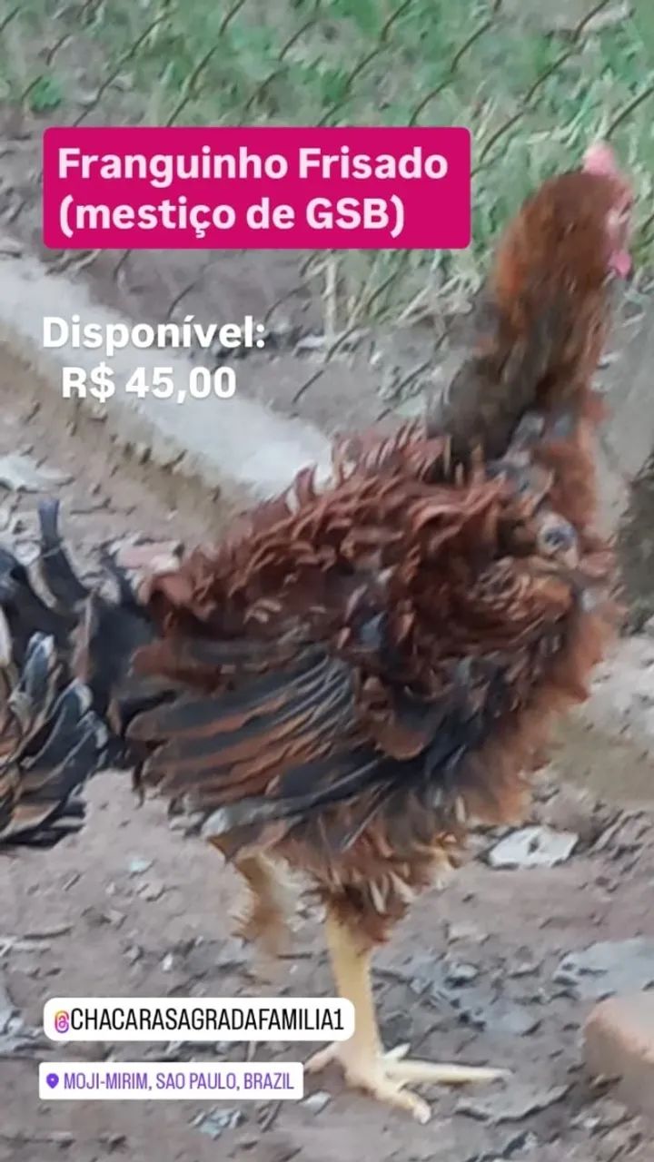 Franguinho Frisado mestiço de GSB... - Foto 2