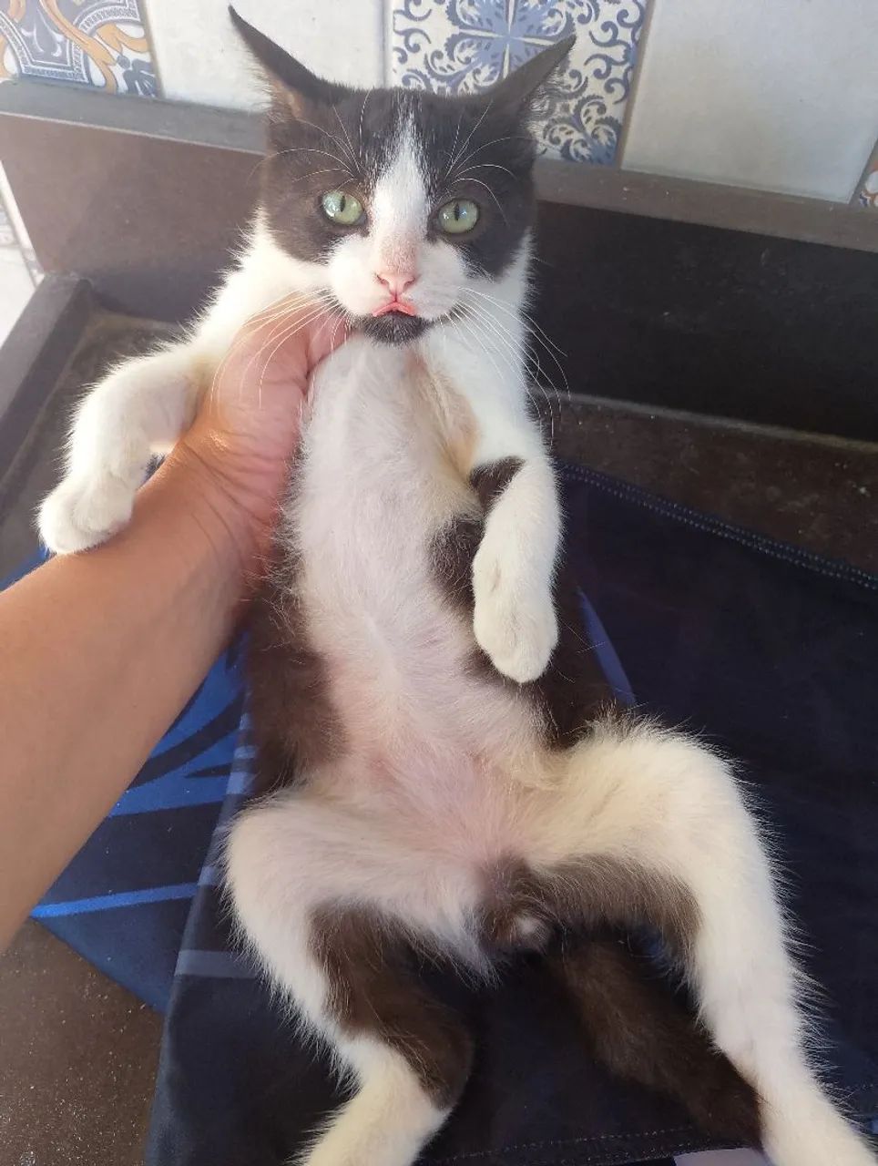 Doação de gatinho macho - Foto 3