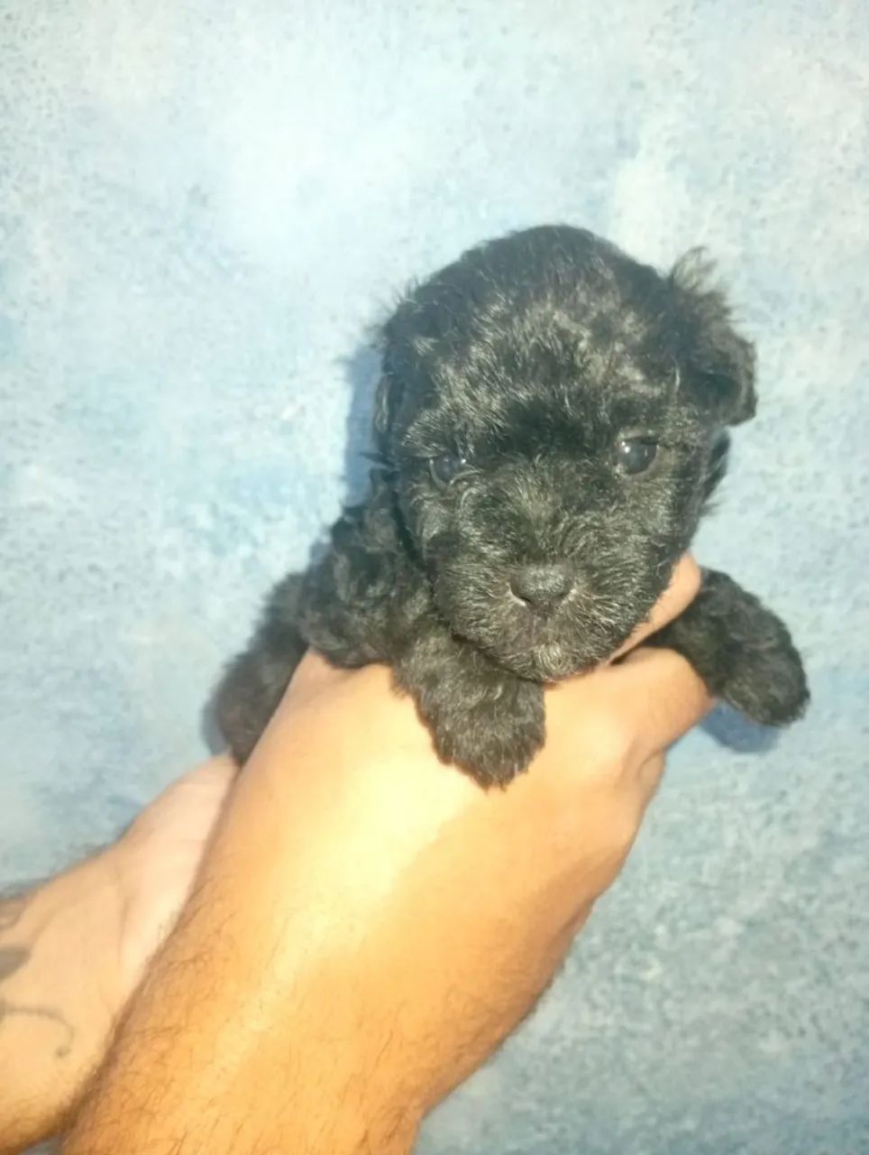 Poodle toy original  - Foto 4