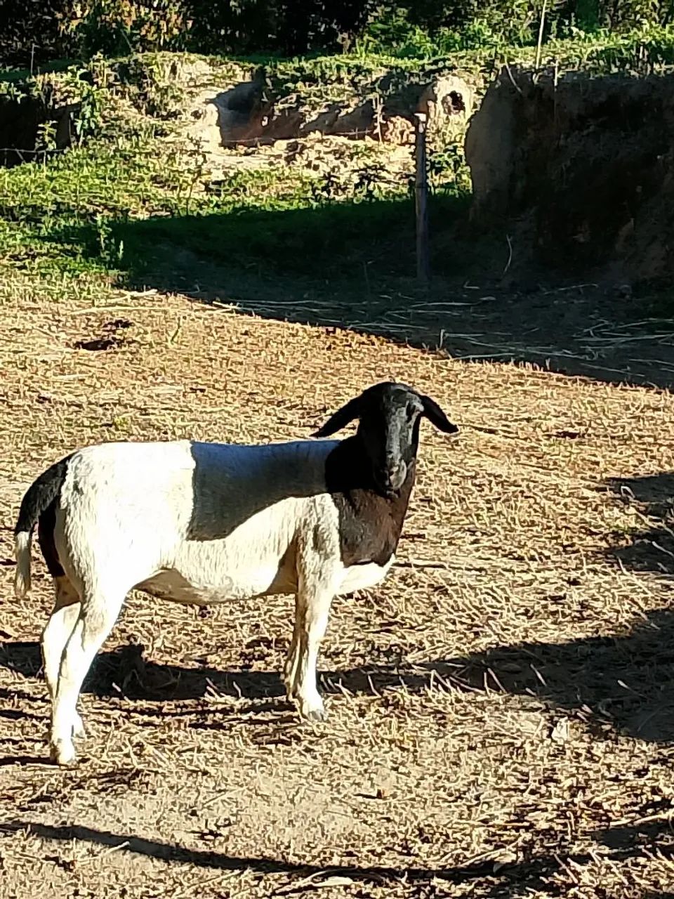 ovelha 