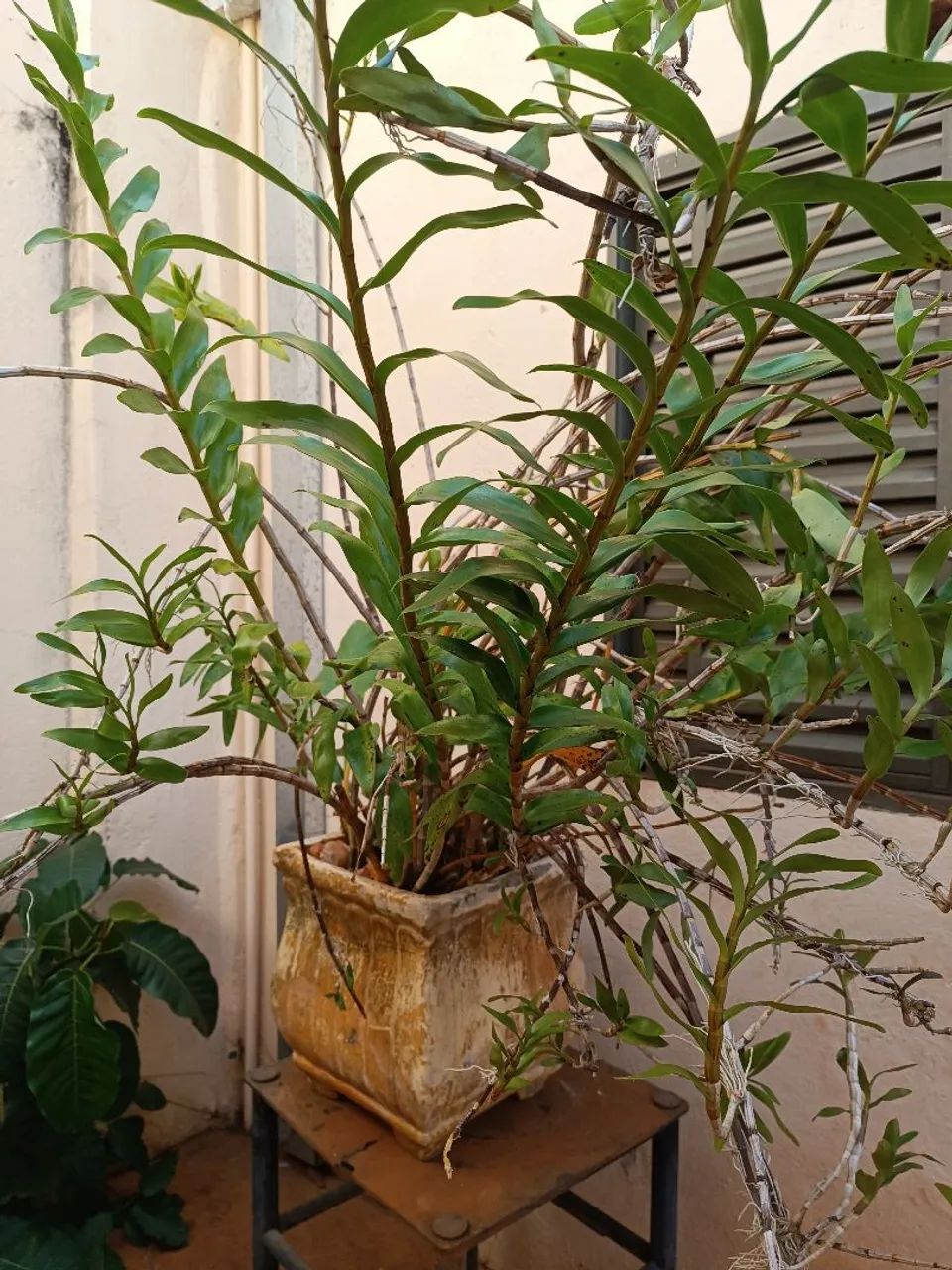 Planta orquídea terrestre 