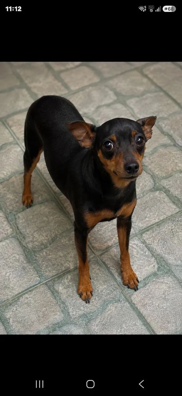 LINDA PINSCHER femea zero 
