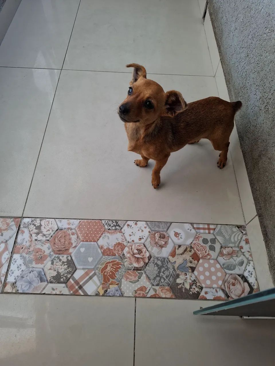 Pinscher