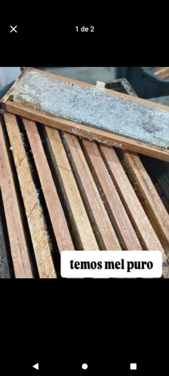 Apiário do tetéu 