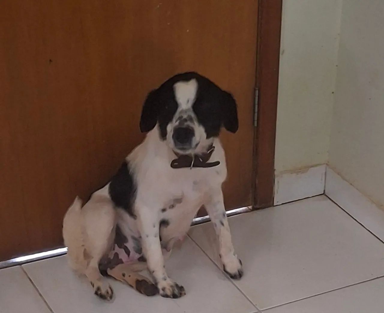 Cachorra castrada (3)