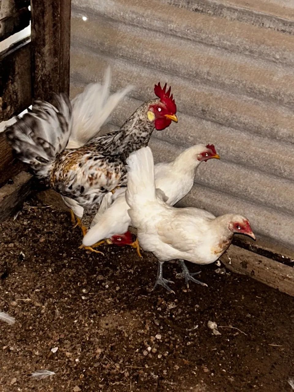 Galinhas Nanica 