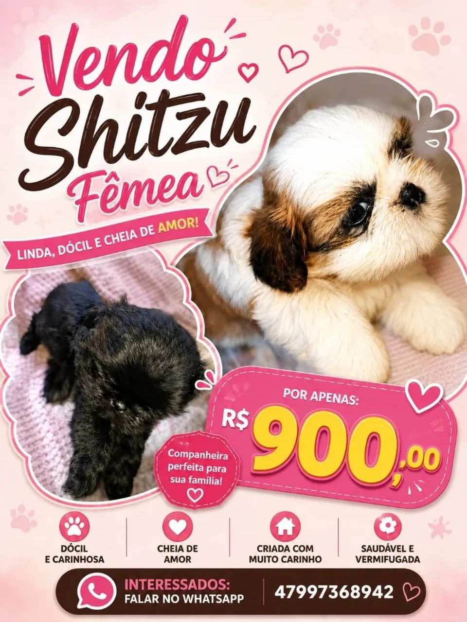 Vendo Shitzu 