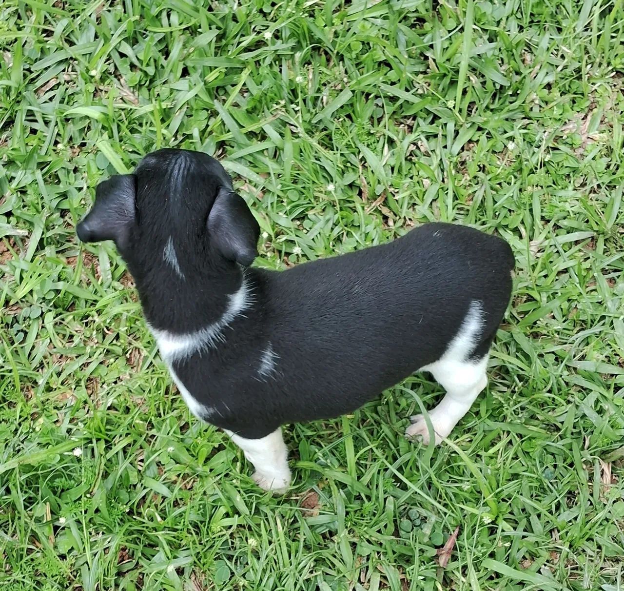 Animal de estimaçao  - Foto 3