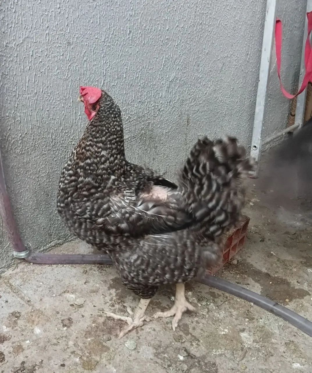 Galinha e o galo  - Foto 4