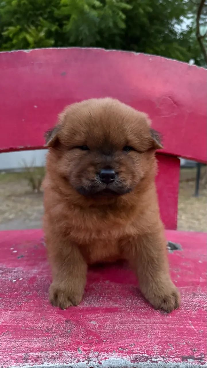 FILHOTES DE CHOW CHOW - Foto 3