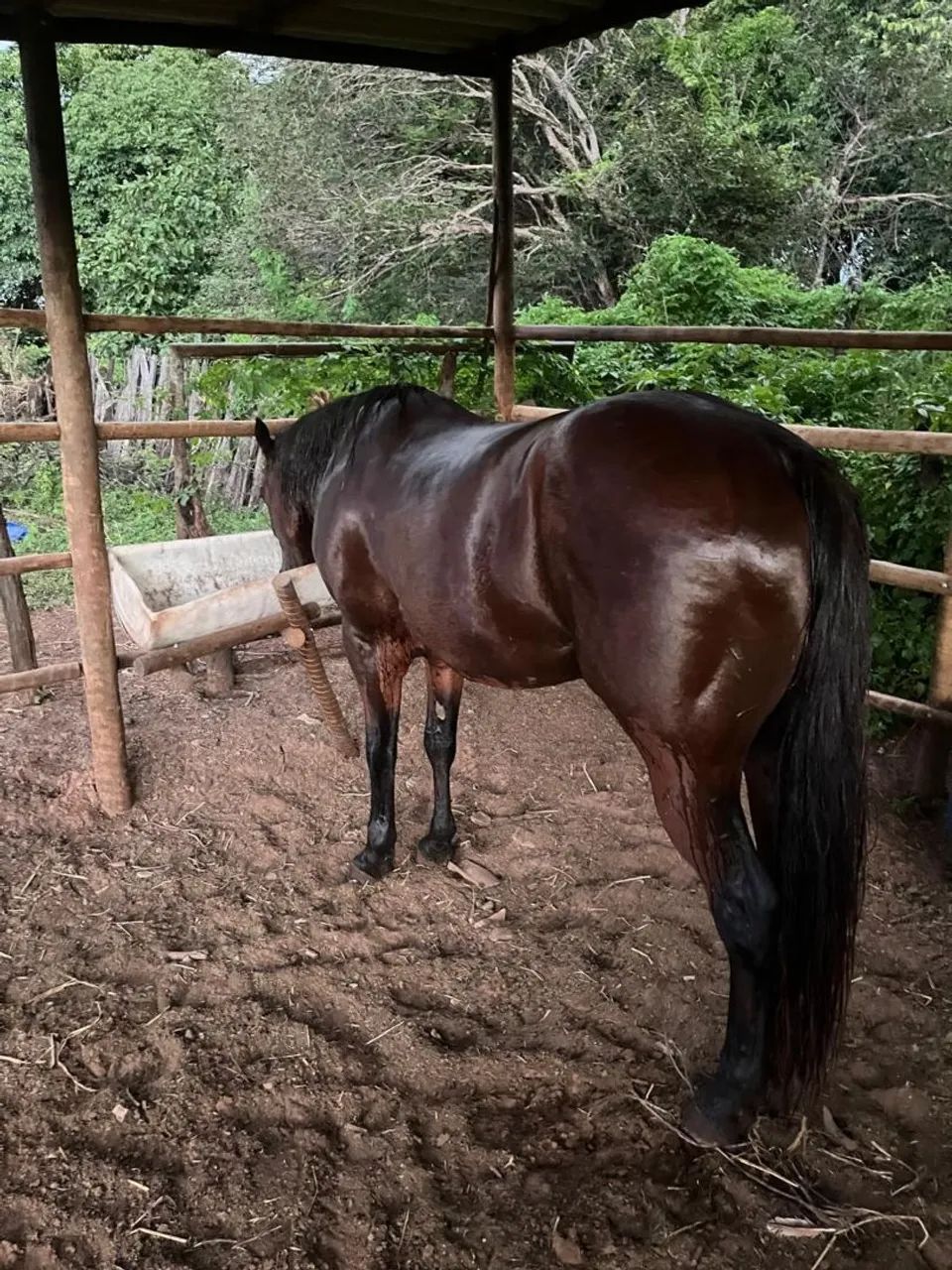 Cavalo QM pronto na vaquejada  - Foto 2