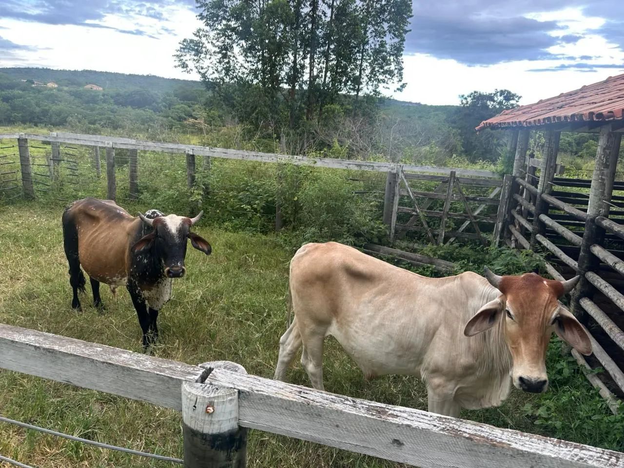 Lote de Gado ( vacas) - Foto 3