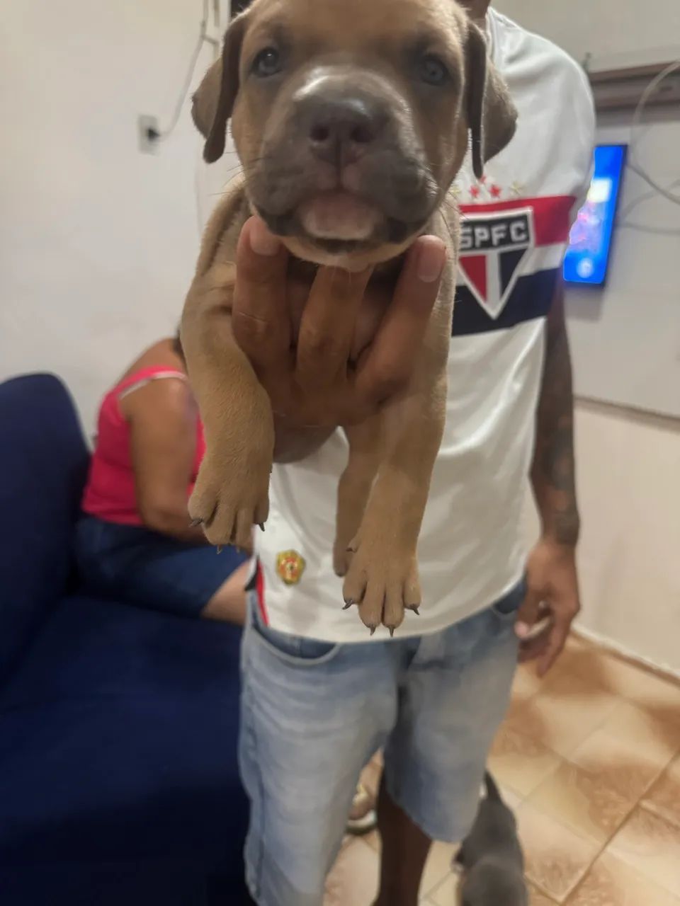 Pitbull  - Foto 4