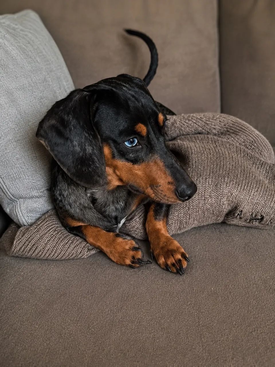 Basset - Salsicha  - Foto 5