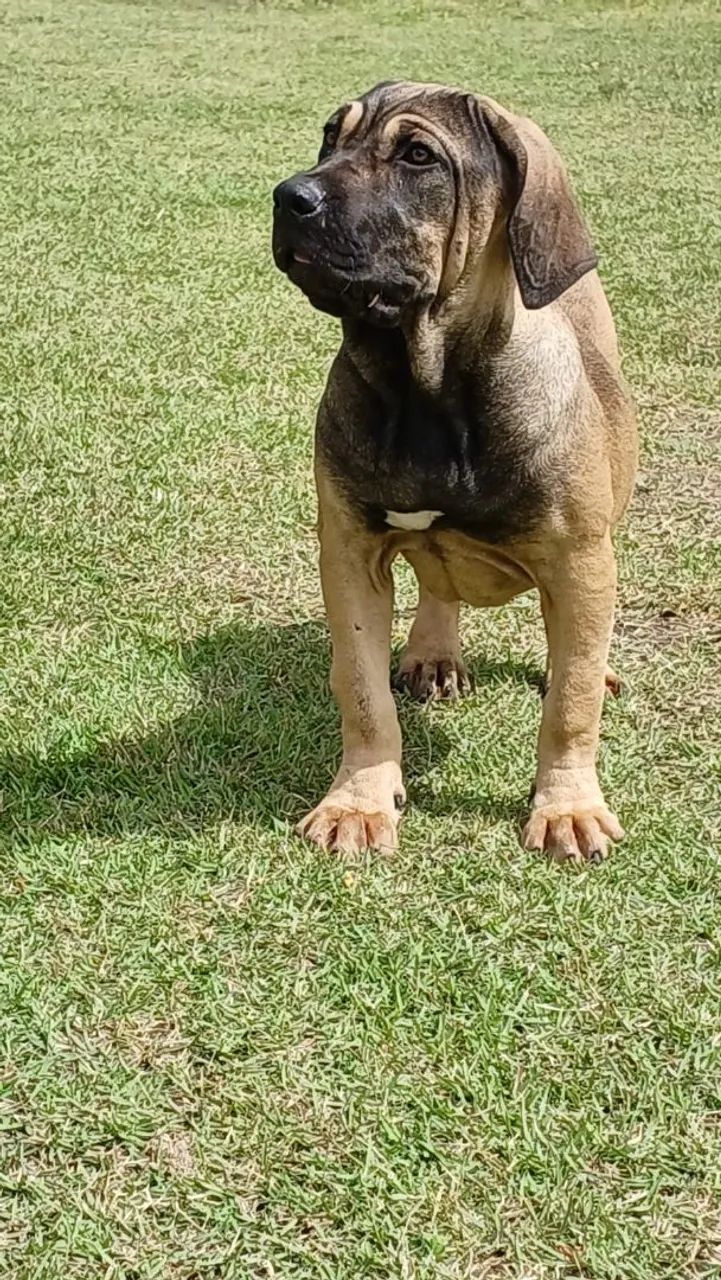 Fila Brasileiro  - Foto 2