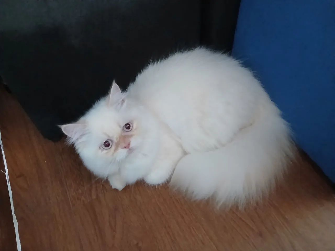 Gato Persa