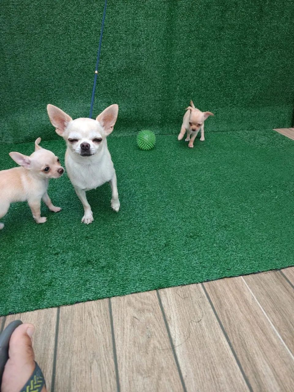 chihuahua alto padrão  - Foto 3