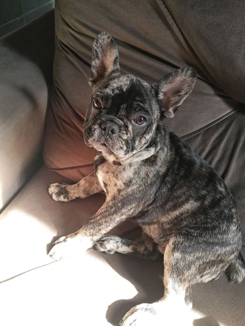 Cachorro 