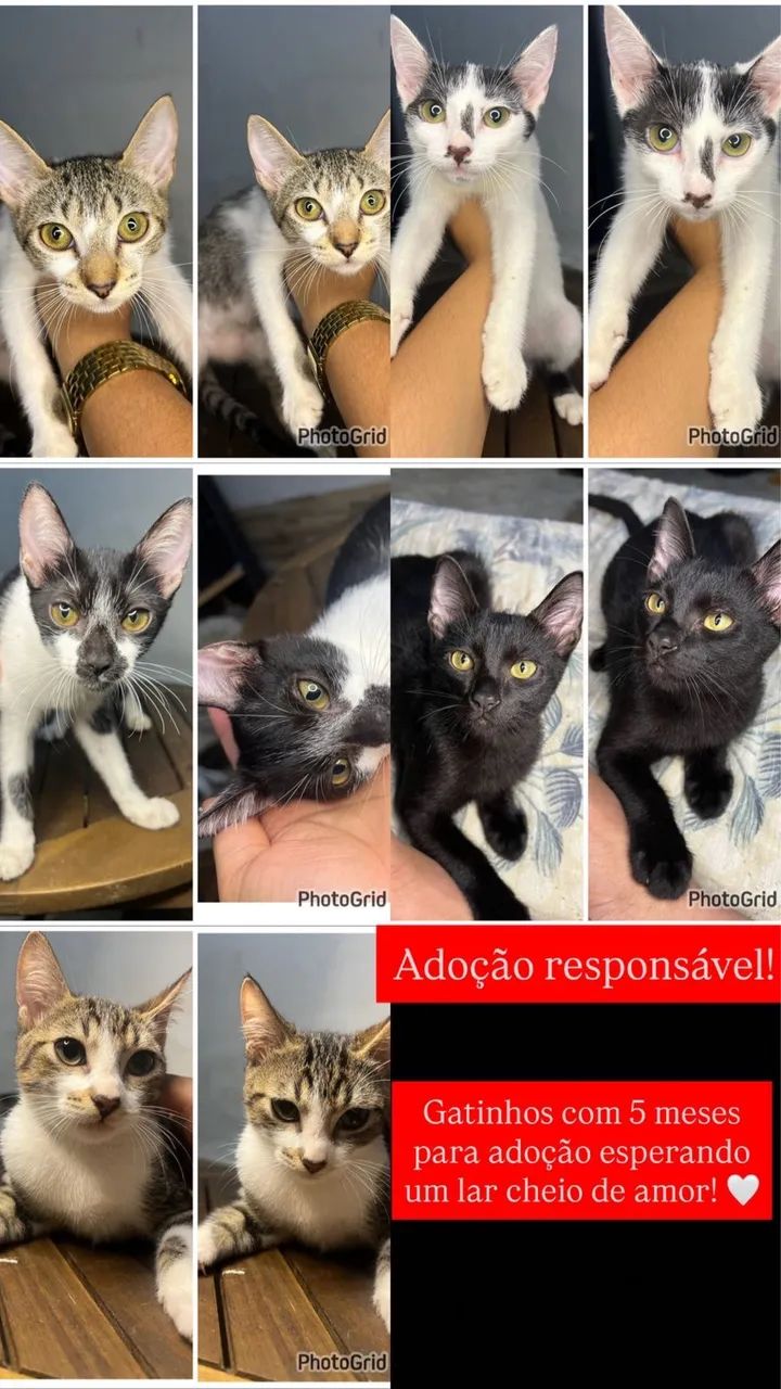 Doação responsável  - Foto 3