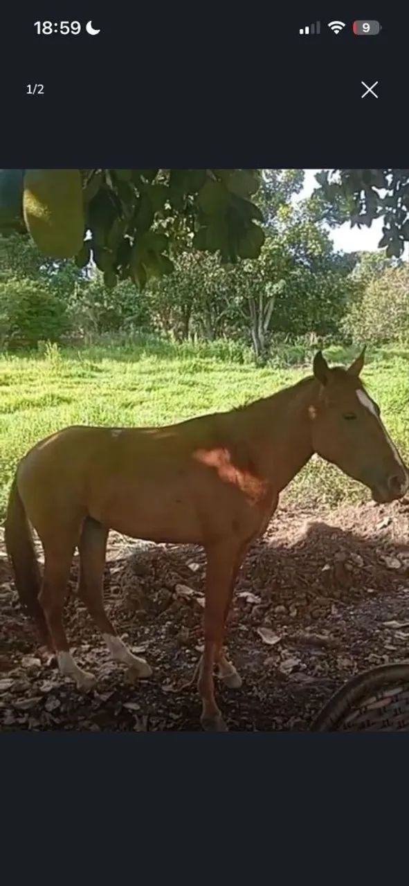 Vende-se casal de cavalo e égua mansos - Foto 2
