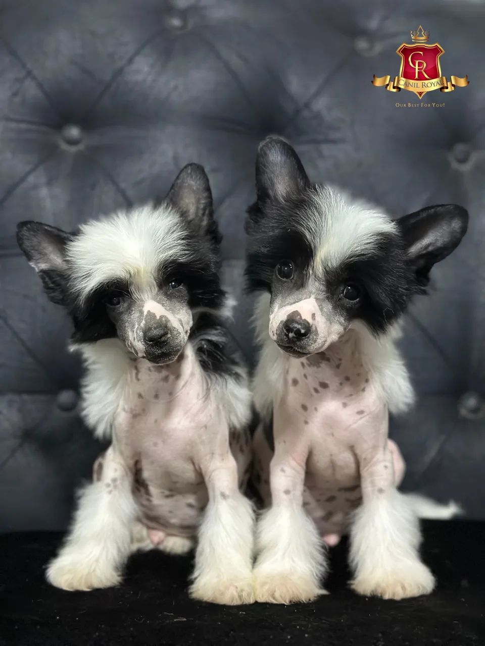 Cão de Crista Chinês lindos filhotes - Foto 2