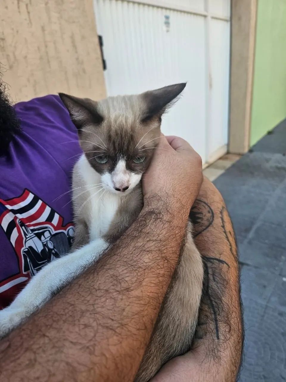 Gato Siamês - Foto 2