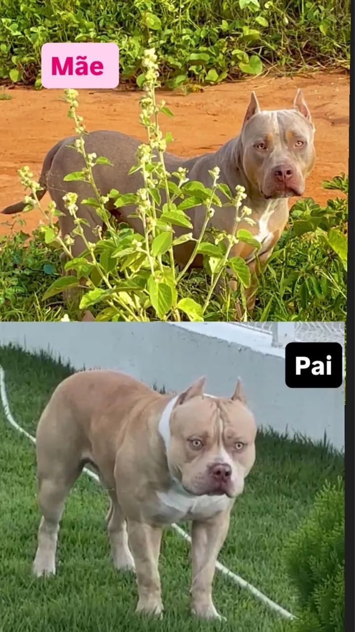 Pit Monster