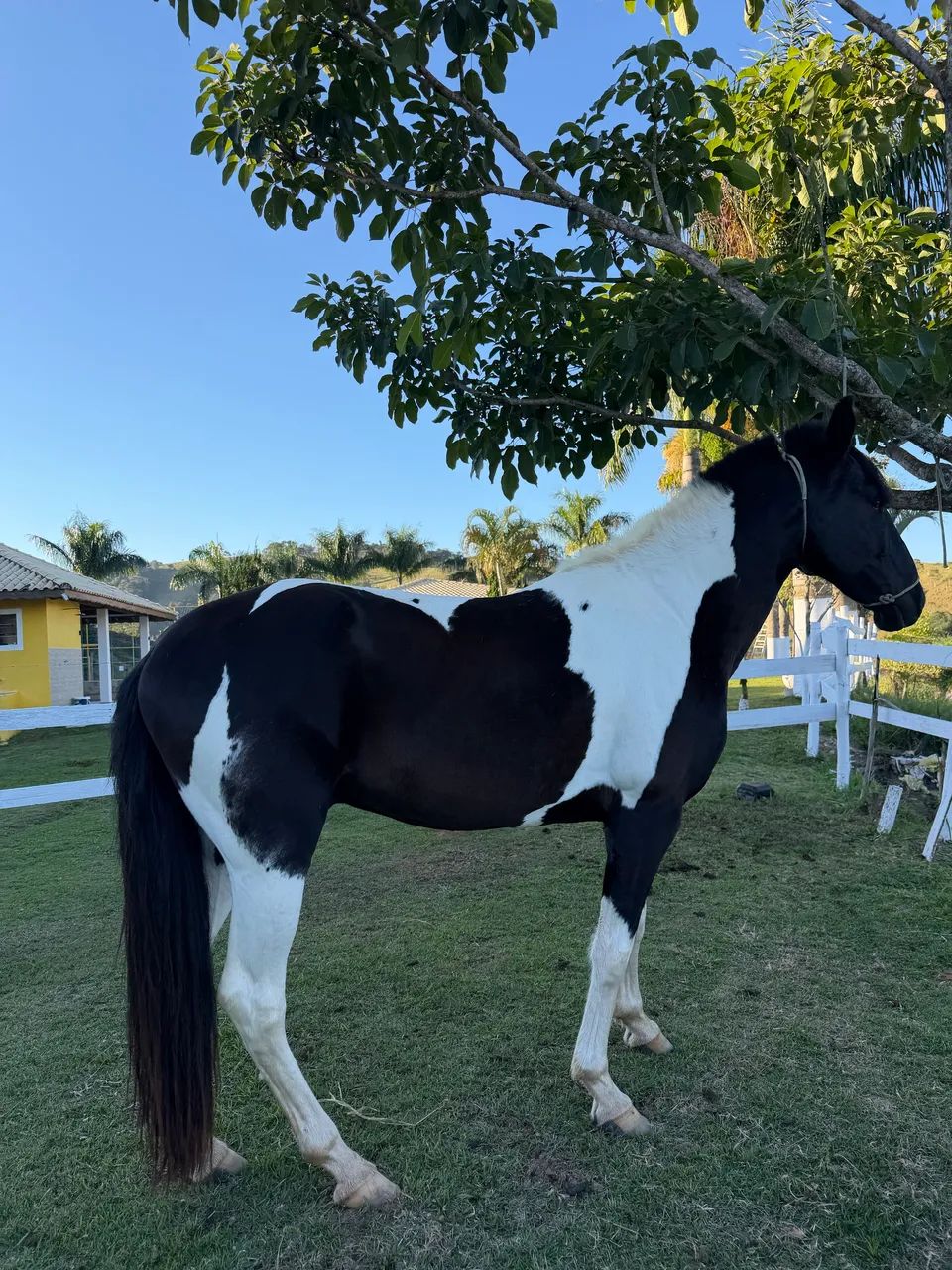 Vendo cavalo garanhão, campolino, pampa de preto e branco - Foto 5
