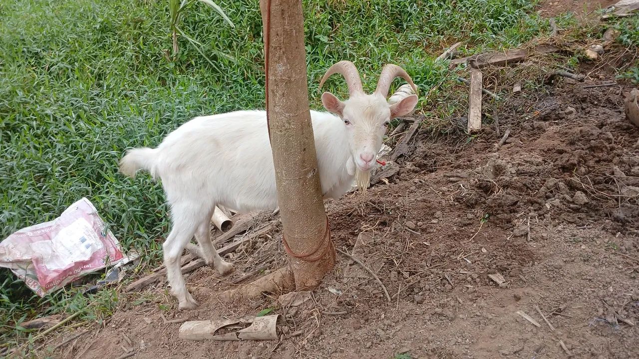 Venda - Foto 4