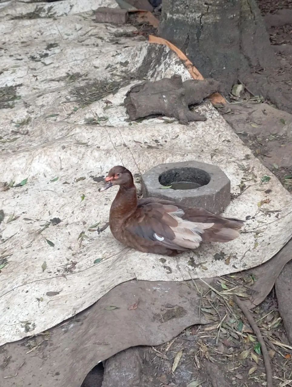 Pato 