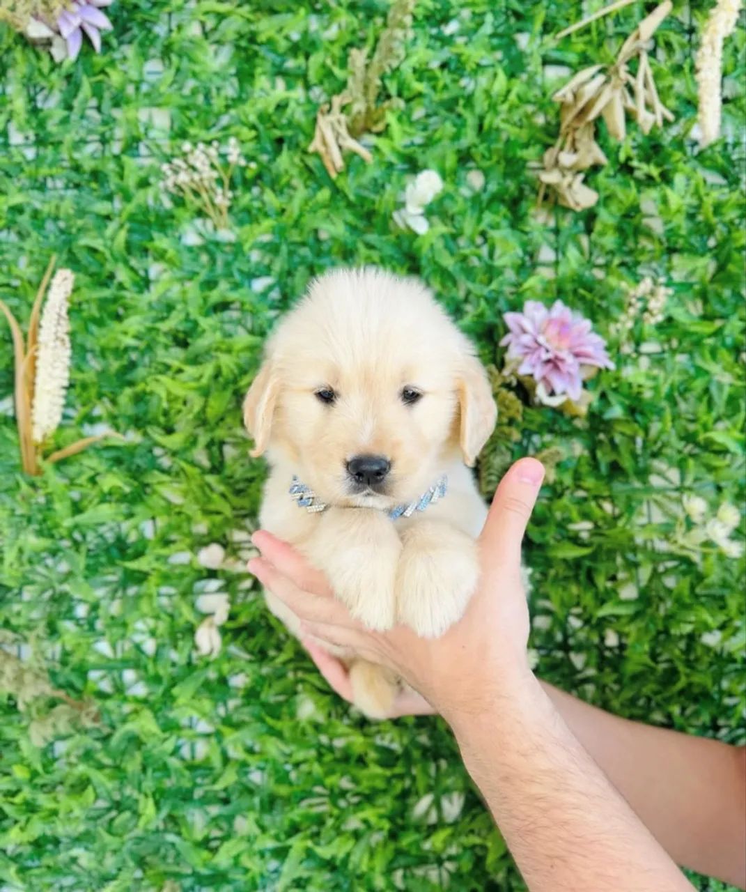 Golden retriever  - Foto 4