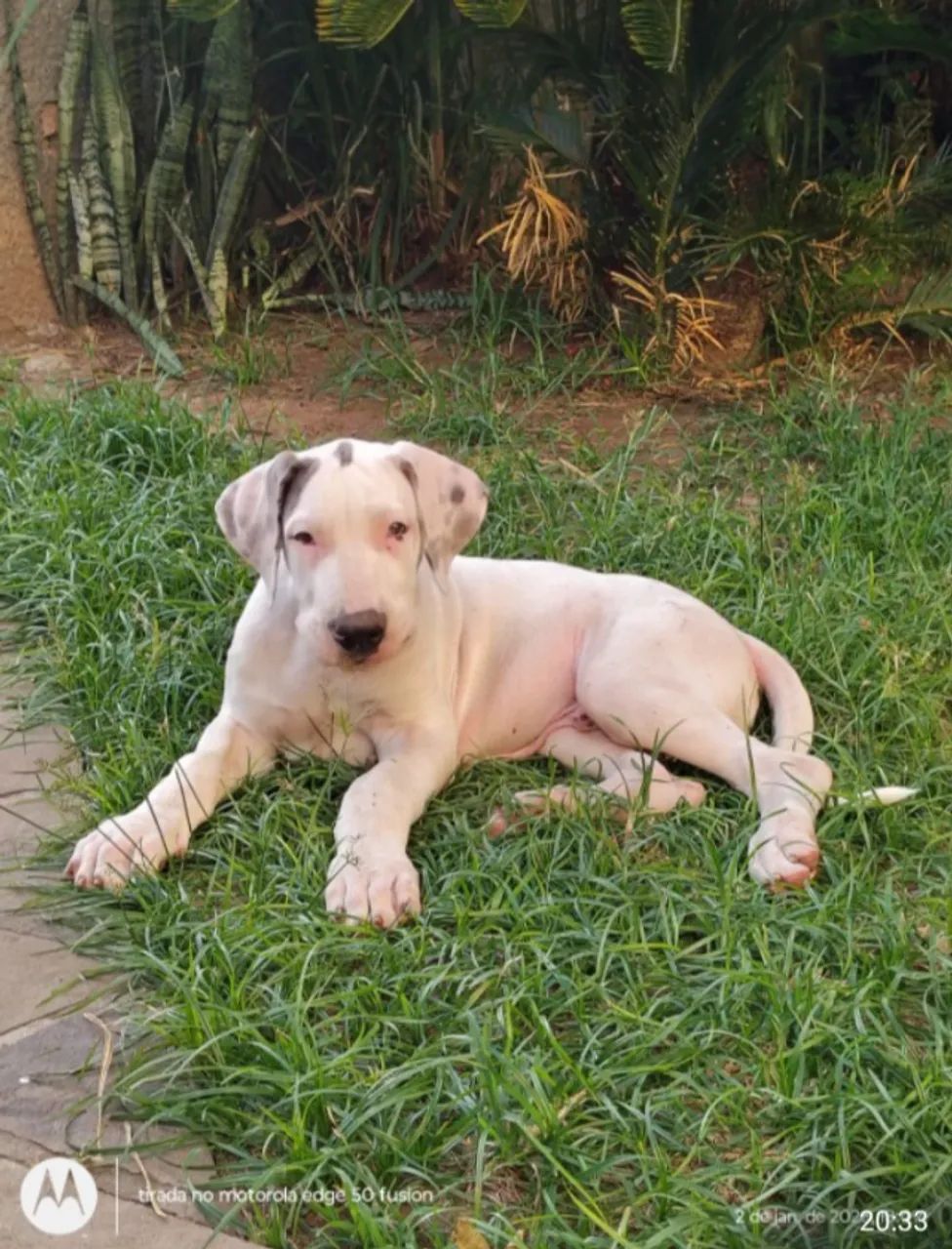 Filhotes de Dog Alemão. - Foto 4