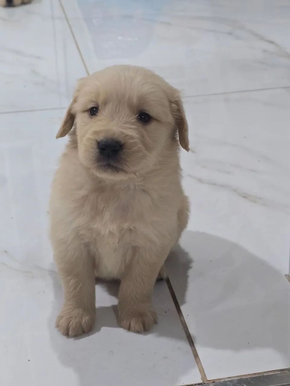 Golden Retriever - Foto 5