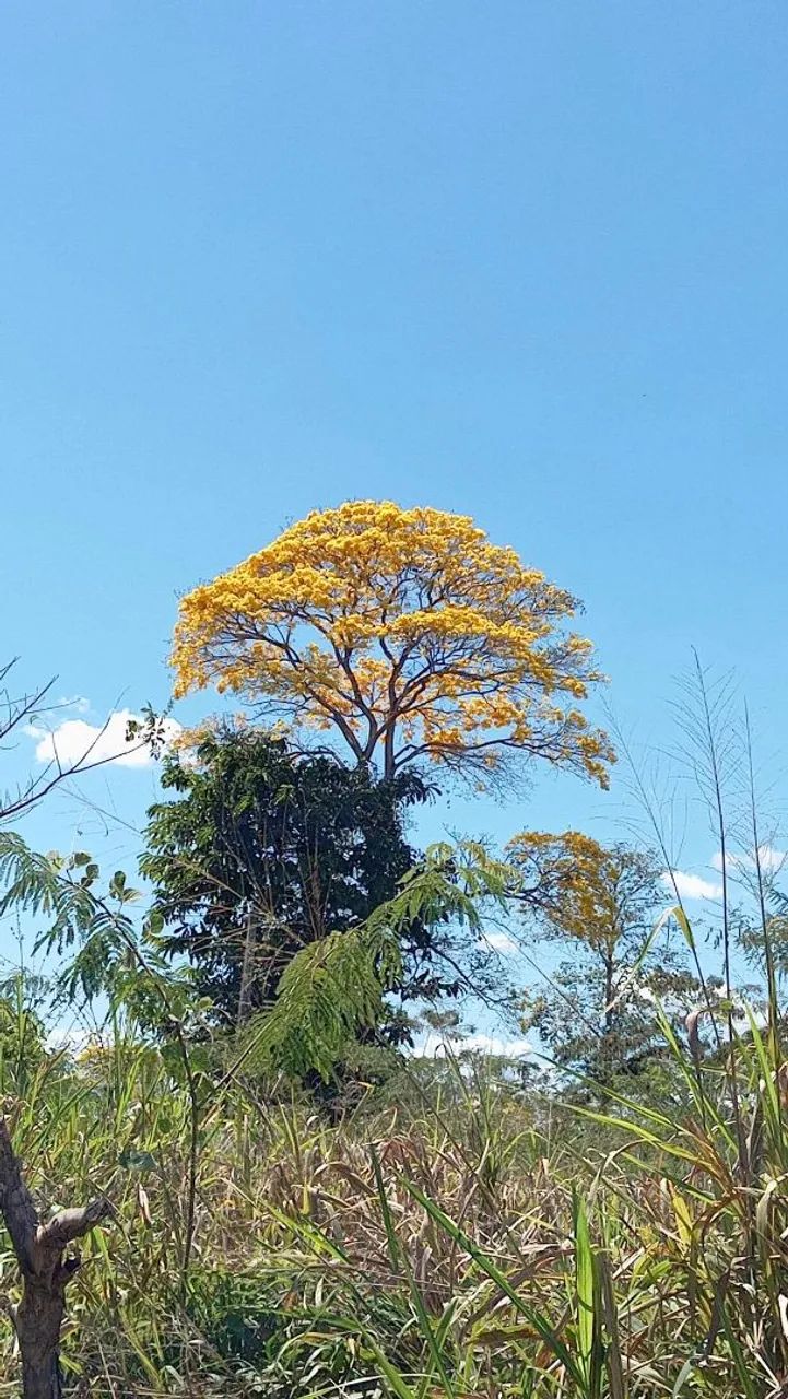 VENDE CHÁCARA COM CASA - Foto 2
