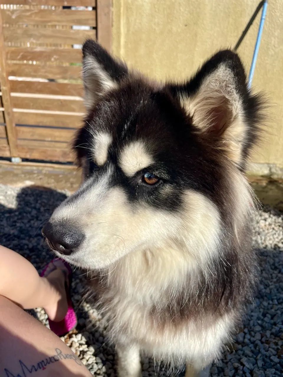 Doa-se Husky - Foto 2