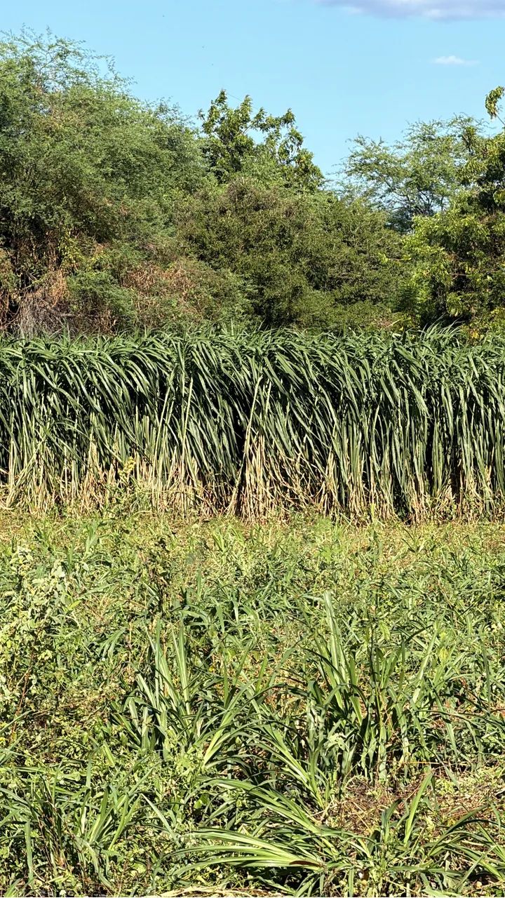 SILAGEM E CAPIM VERDE - Foto 4