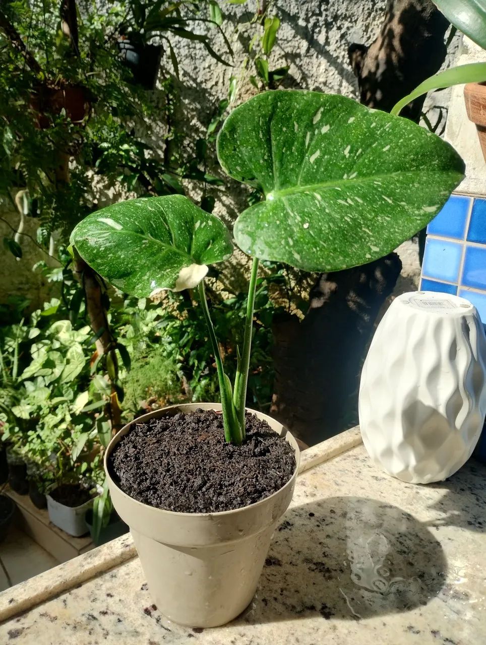 Monstera Thay constelation  - Foto 2