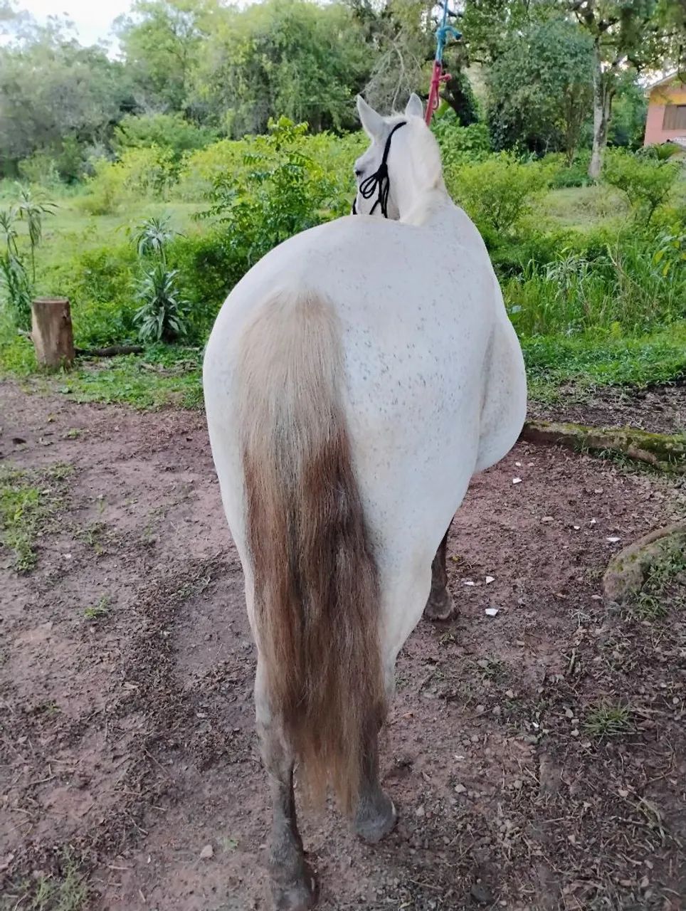 Cavalo Tordilho  - Foto 5