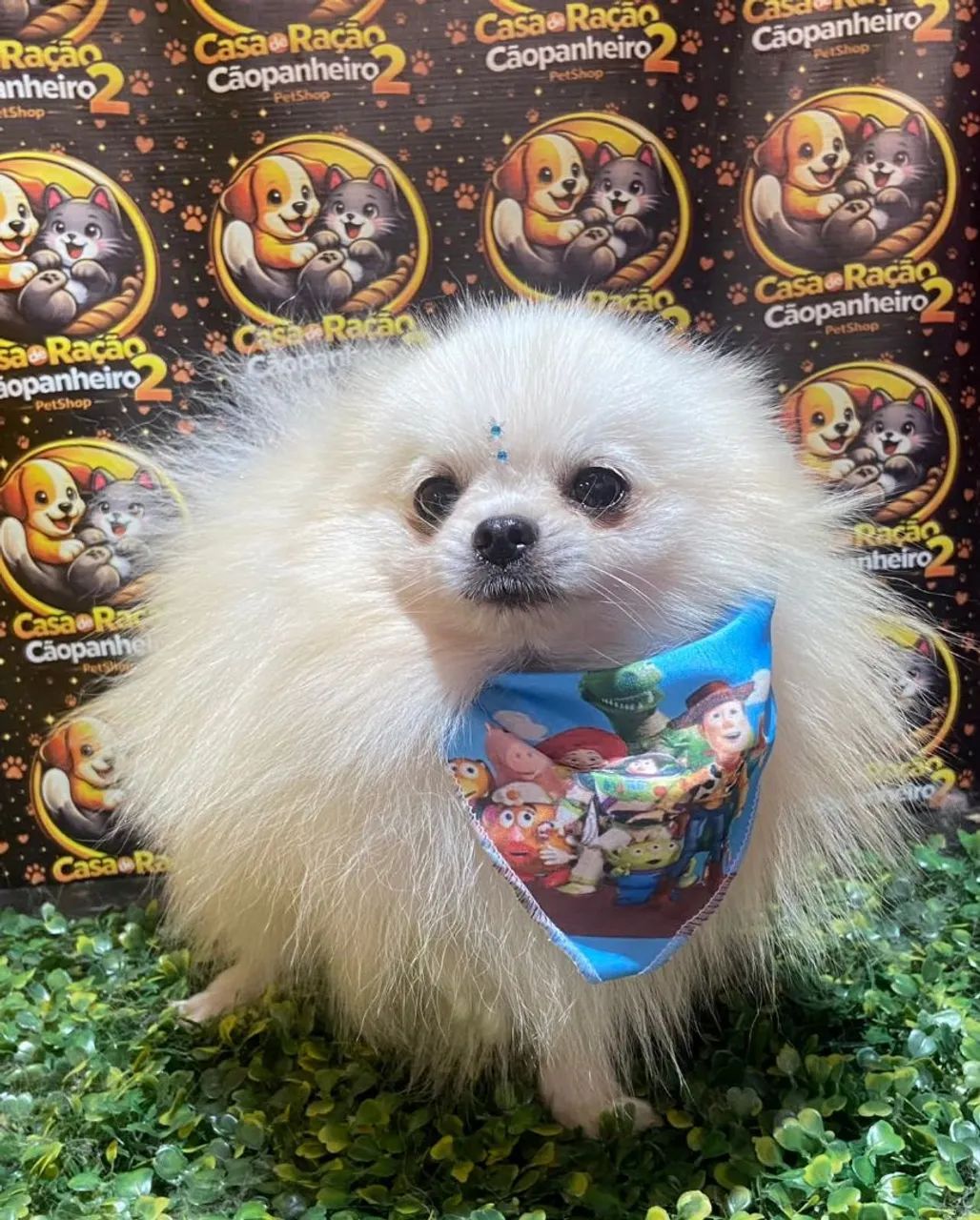 Spitiz macho - Foto 2