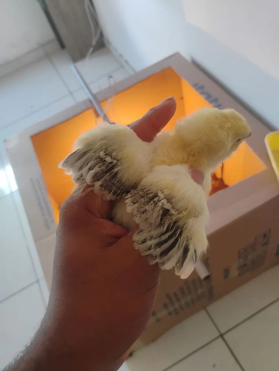 Pintinhos Brahma  - Foto 2