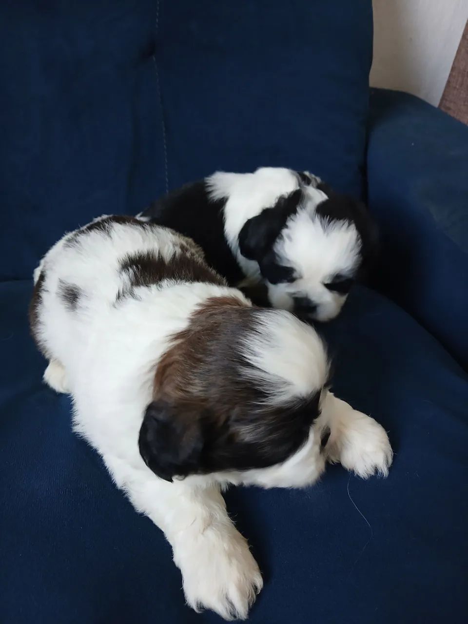 Fêmea Micro Shihtzu  - Foto 3
