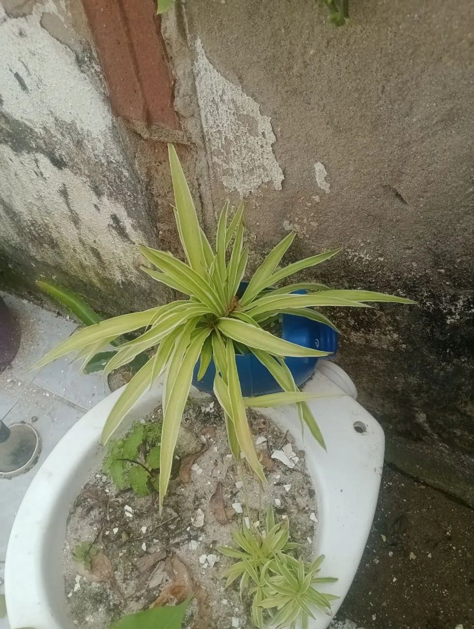 Vendo mudas de plantas  - Foto 2