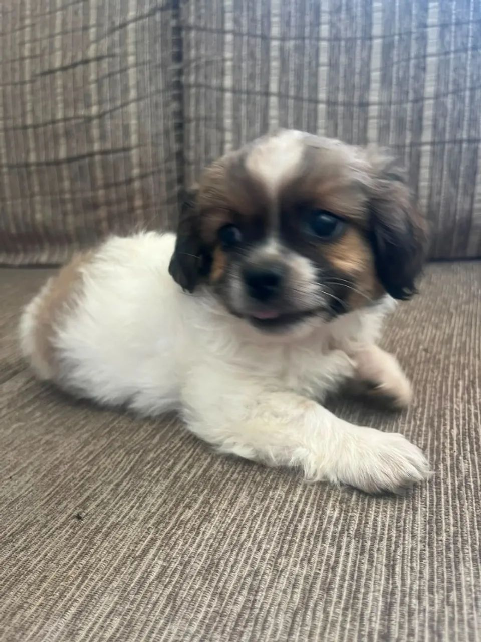 Cachorro Pequines - Foto 2