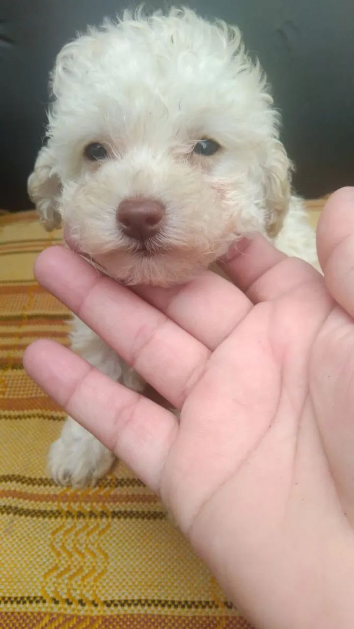Poodle branca fêmea e macho